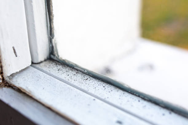 Best Mold-Related Health Consultation  in Four Square Mile, CO