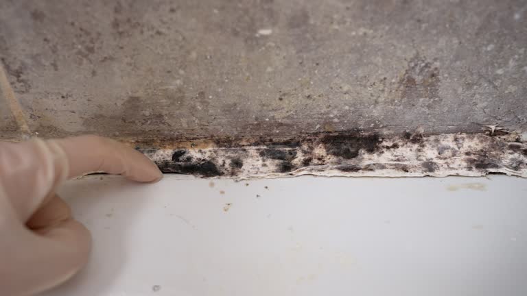 Best Black Mold Removal  in Four Square Mile, CO