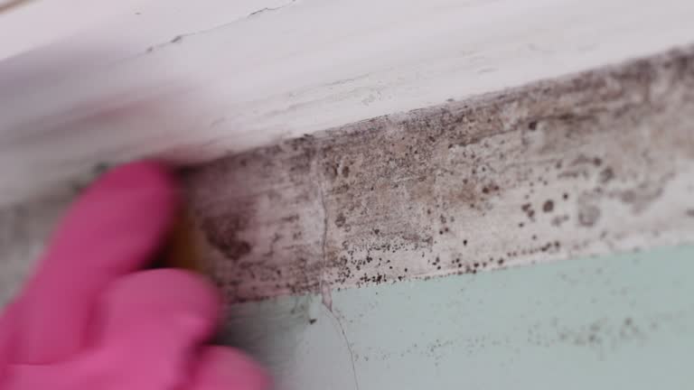 Best Mold Remediation for Healthcare Facilities  in Four Square Mile, CO